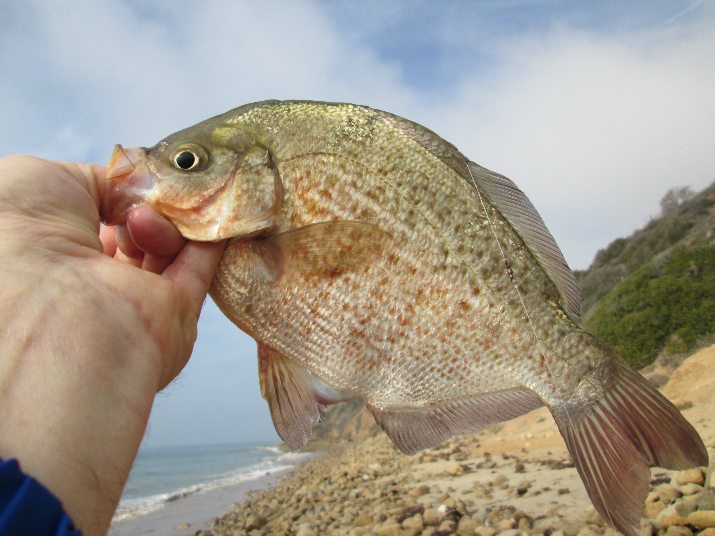 The Ecological Angler - Fly Fishing for Surfperch in California